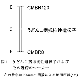 図1 うどんこ病抵抗性遺伝子およびその近傍のマーカー