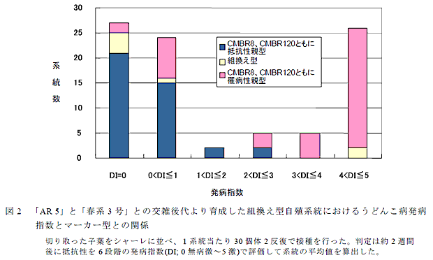図2 「AR 5」と「春系3 号」との交雑後代より育成した組換え型自殖系統におけるうどんこ病発病指数とマーカー型との関係