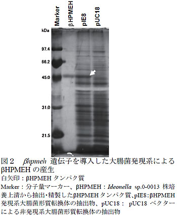図2 βhpmeh 遺伝子を導入した大腸菌発現系によるβHPMEH の産生