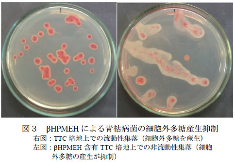 図3 βHPMEH による青枯病菌の細胞外多糖産生抑制