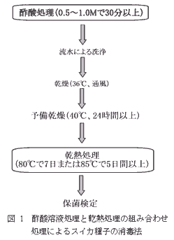 図1 酢酸溶液処理と乾熱処理の組み合わせ処理によるスイカ種子の消毒法