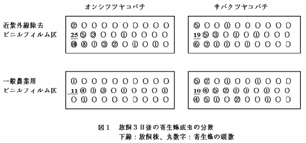 図1.飼育3日後の寄生蜂成虫の分散