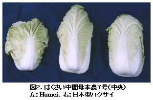 図2.'はくさい中間母本農7号'(中央)、左:Homei、右:日本型ハクサイ
