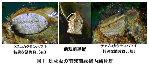 写真1.ウスコカクモンハマキ特異な鱗片群
