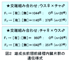 図2.雄成長前翅前縁褶内鱗片群の遺伝様式