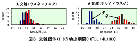 図3.交雑個体(F1)の幼虫期間