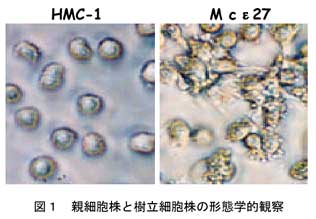 図1 親細胞株と樹立細胞株の形態学的観察