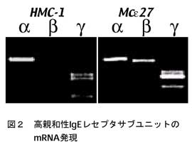 図2 高親和性IgEレセプタサブユニットのmRNA発現