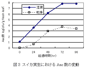 図3.スイカの実生におけるAac数の変動