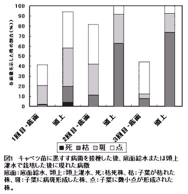 図1.キャベツ苗に黒すす病菌を接種した後、底面給水または頭上灌水で栽培した後に現れた病徴