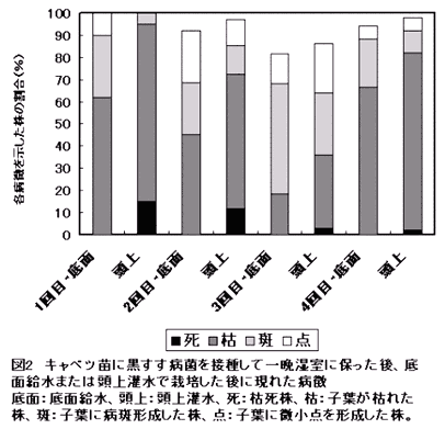 図2.キャベツ苗に黒すす病菌を接種して一晩湿室に保った後、底面給水または頭上灌水で栽培した後に現れた病徴