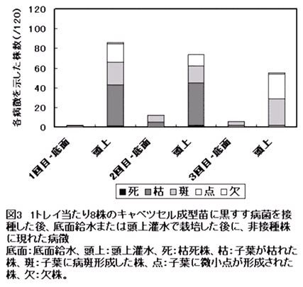 図3.1トレイ当たり8株のキャベツセル成型苗に黒すす病菌を接種した後、底面給水給水または頭上灌水で栽培した後に、非接種株に現れた病徴