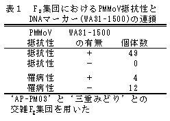 表1 F2集団におけるPMMoV抵抗性とDNAマーカー(WA31-1500)の連鎖