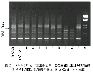 図2 'AP-PM03'と'三重みどり'との交雑F2集団のRAPD解析 R:抵抗性個体、S:罹病性個体、M:λ/EcoRI+ HindIII