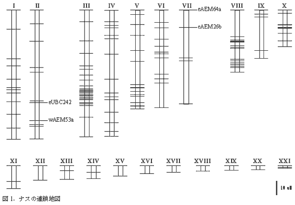 図1.ナスの連鎖地図