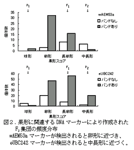 図2. 果形に関連するDNA マーカーにより作成された F2 集団の頻度分布