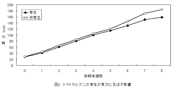 図2.トマトサビダニの寄生が草丈に及ぼす影響