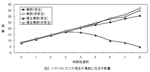 図3.トマトサビダニの寄生が葉数に及ぼす影響