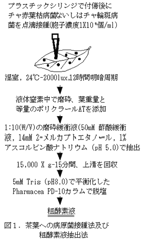 図1.茶葉への病原菌接種法及び粗酵素液抽出法