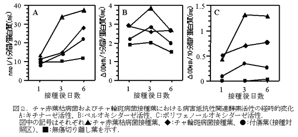 図2.チャ赤葉枯病菌およびチャ輪斑病菌接種葉における病害抵抗性関連酵素活性の経時的変化