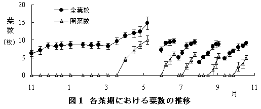 図1 各茶期における葉数の推移