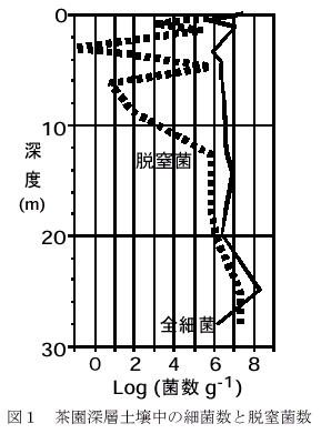 図1 茶園深層土壌中の細菌数と脱窒菌数