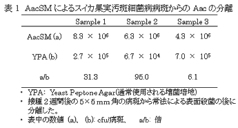 表1 AacSM によるスイカ果実汚斑細菌病病斑からのAac の分離