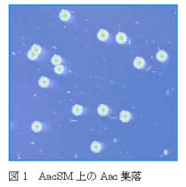 図1 AacSM 上のAac 集落