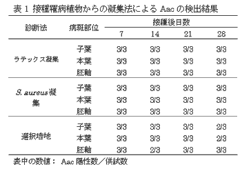 表1 接種罹病植物からの凝集法によるAac の検出結果