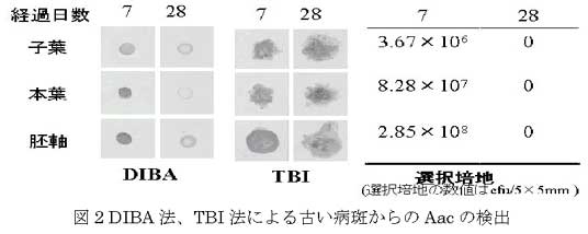 図2 DIBA 法、TBI 法による古い病斑からのAac の検出