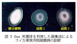 図3 Saa 死菌体を利用した凝集法によるスイカ果実汚斑細菌病の診断