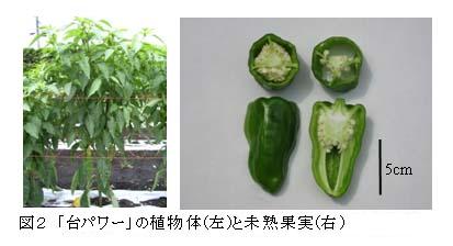 図2 「台パワー」の植物体(左)と未熟果実(右)