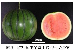 図2 「すいか中間母本農1号」の果実