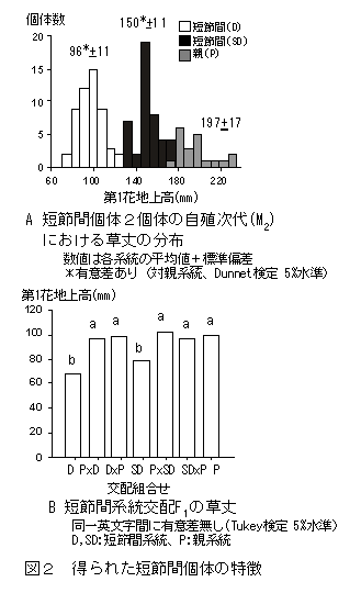 図2 得られた短節間個体の特徴