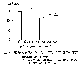 図3 短節間系統と親系統との接ぎ木個体の草丈