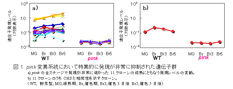 図1. pink変異系統において特異的に発現が非常に抑制された遺伝子群