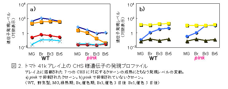 図2. トマト41kアレイ上のCHS様遺伝子の発現プロファイル