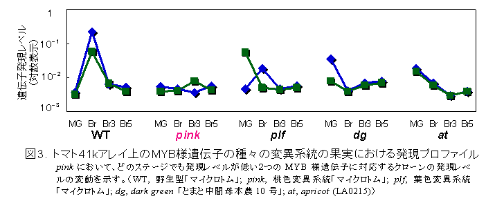 図3. トマト41kアレイ上のMYB様遺伝子の種々の変異系統の果実における発現プロファイル