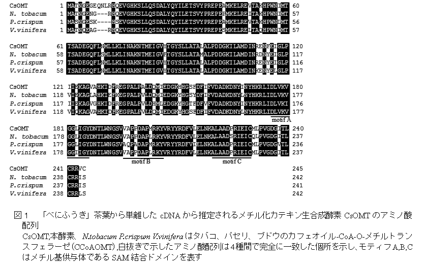 図1 「べにふうき」茶葉から単離したcDNAから推定されるメチル化カテキン生合成酵素CsOMTのアミノ酸配列