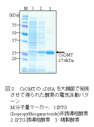 図2 CsOMTのcDNAを大腸菌で発現させて得られた酵素の電気泳動パターン