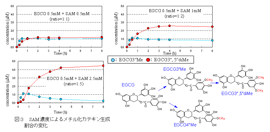 図3 SAM濃度によるメチル化カテキン生成割合の変化