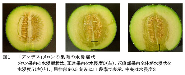 図1 「アンデス」メロンの果肉の水浸症状メロン果肉の水浸症状は、正常果肉を水浸度0(左)、花痕部果肉全体が水浸状を水浸度5(右)とし、黒枠部を0.5刻みに11段階で表示、中央は水浸度3