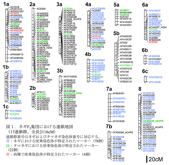 図1 ネギF2集団における連鎖地図(17連鎖群、全長2116cM) 青:ネギにおける座乗染色体が特定されたマーカー(78個) 緑:タマネギにおける座乗染色体が特定されたマーカー(22個) 赤:両種で座乗染色体が特定されたマーカー(4個)