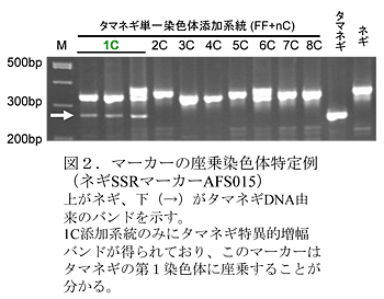 図2 マーカーの座乗染色体特定例(ネギSSRマーカーAFS015)上がネギ、下(→)がタマネギDNA由来のバンドを示す。1C添加系統のみにタマネギ特異的増幅バンドが得られており、このマーカーはタマネギの第1染色体に座乗することが分かる。