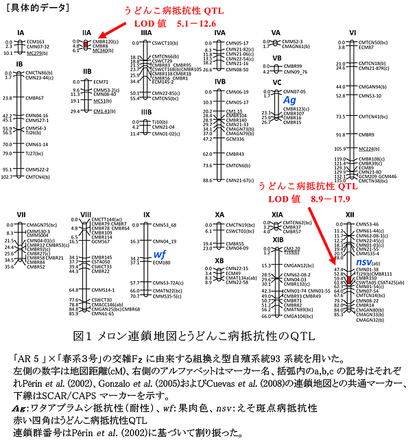 図1 メロン連鎖地図とうどんこ病抵抗性のQTL