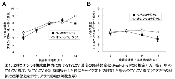 図1 2種コナジラミ類成虫体内におけるTYLCV濃度の経時的変化(Real-time PCR検定) A: 吸汁中のTYLCV濃度、B: TYLCVを24時間吸汁した後にキャベツ葉上で飼育した場合のTYLCV濃度(グラフ中の縦線は標準偏差を示す。グラフ縦軸は対数表示)