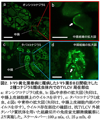 図2 トマト黄化葉巻病に罹病したトマト葉を8日間吸汁した2種コナジラミ類成虫体内でのTYLCV局在部位a: オンシツコナジラミ成虫、b: 図a中赤枠の拡大図(矢印は、中腸上皮細胞膜上のウイルスを示す)、c: タバココナジラミ成虫、d:図c中青枠の拡大図(矢印は、中腸上皮細胞内部のウイルスを示す)。ウイルス存在部位の確認は、抗TYLCV外被タンパク質抗体を用いた組織切片の免疫蛍光顕微鏡観察により実施した。スケールバー:100μm(a, c)、25μm(b, d)