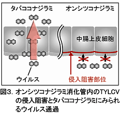 図3 オンシツコナジラミ消化管内のTYLCVの侵入阻害とタバココナジラミにみられるウイルス通過