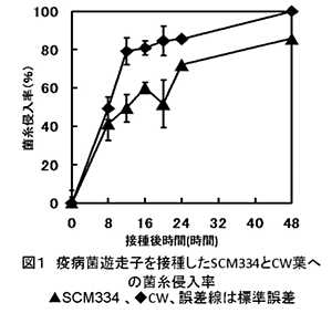 図1 疫病菌遊走子を摂取したSCM334とCW葉への菌糸侵入率