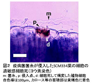 図2 疫病菌菌糸が侵入したSCM334葉の細胞の過敏感細胞死(ヨウ素染色)